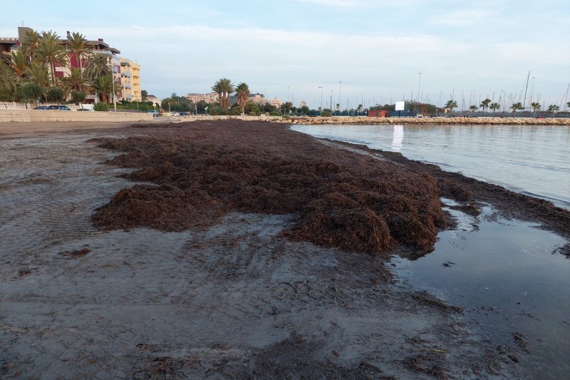 Las máquinas no paran de recoger algas en Dénia  Las máquinas no paran de recoger algas en Dénia