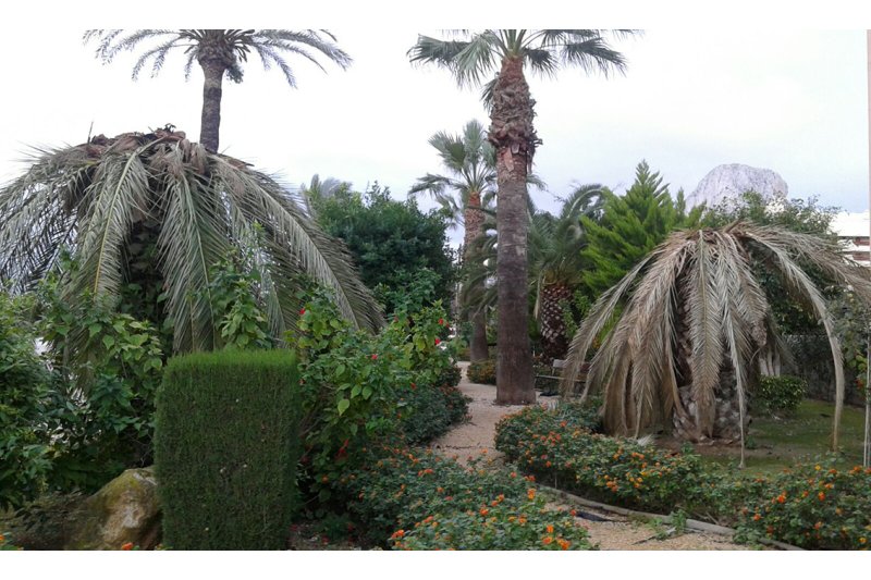 Compromís per Calp alerta de l’amenaça del morrut roig Compromís per Calp alerta de l’amenaça del morrut roig