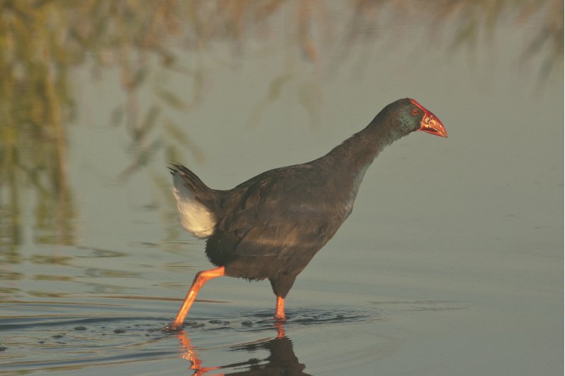 El calendario del IECMA: Joan Sala plasma en 40 imágenes la belleza y diversidad de las aves de la Europa Central que viven o pasan por nuestra comarca El calendario del IECMA: Joan Sala plasma en 40 imágenes la belleza y diversidad de las aves de la Europa Central que viven o pasan por nuestra comarca