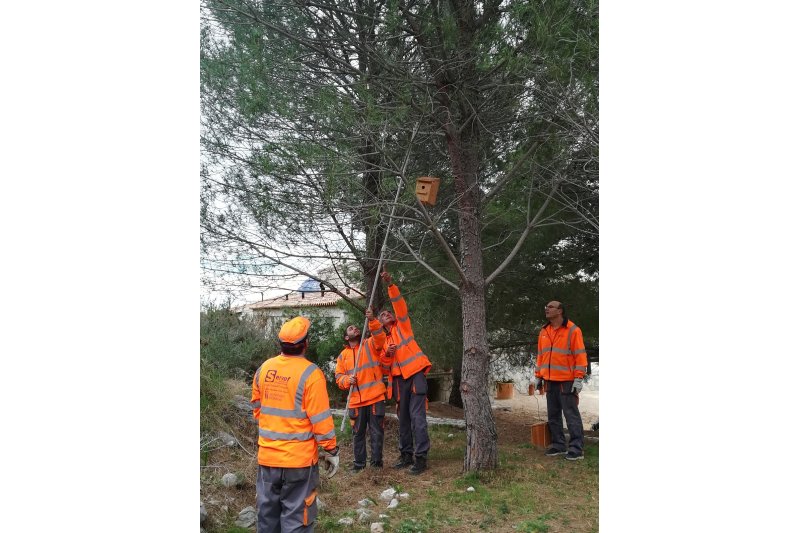 Caixes niu per a reduir la processionària a Segària mitjançant aus insectívores Caixes niu per a reduir la processionària a Segària mitjançant aus insectívores