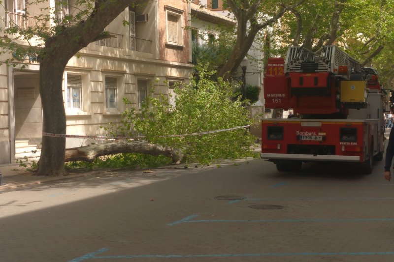 Cae una  rama de un platanero de la calle Marqués de Campo Cae una  rama de un platanero de la calle Marqués de Campo