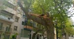 Cae una  rama de un platanero de la calle Marqués de Campo Cae una  rama de un platanero de la calle Marqués de Campo