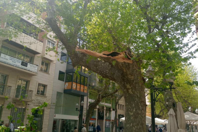 Cae una  rama de un platanero de la calle Marqués de Campo Cae una  rama de un platanero de la calle Marqués de Campo