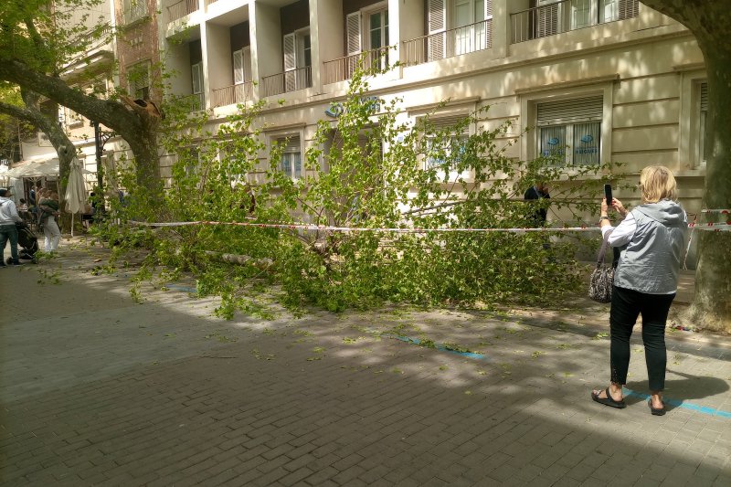 Cae una  rama de un platanero de la calle Marqués de Campo Cae una  rama de un platanero de la calle Marqués de Campo