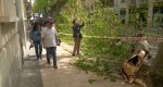 Cae una  rama de un platanero de la calle Marqués de Campo Cae una  rama de un platanero de la calle Marqués de Campo