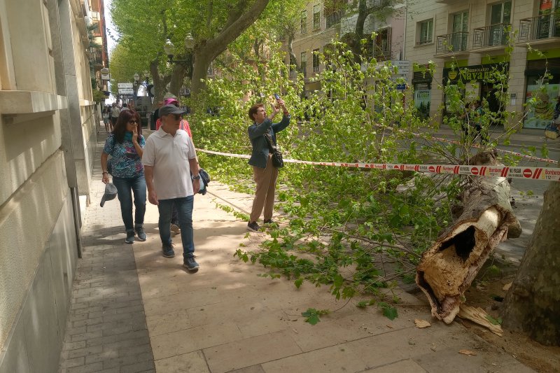 Cae una  rama de un platanero de la calle Marqués de Campo Cae una  rama de un platanero de la calle Marqués de Campo