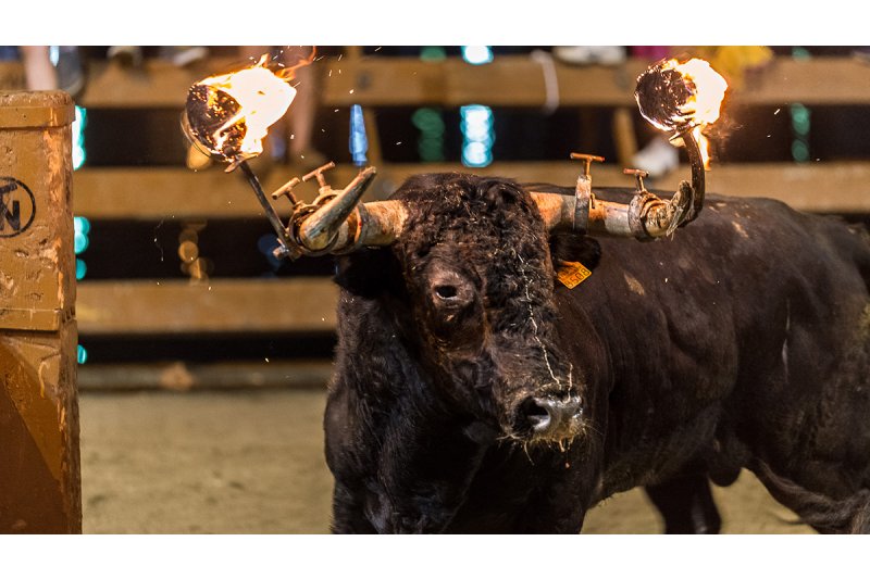 Compromís per Pedreguer i la CUP recolzen el no al bou embolat i encaixonat de la consulta, mentre que el PP vota en contra i el PSPV s’absté Compromís per Pedreguer i la CUP recolzen el no al bou embolat i encaixonat de la consulta, mentre que el PP vota en contra i el PSPV s’absté