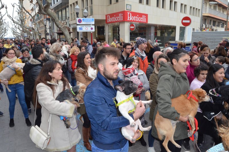 La amenaza de lluvia no frena la bendición de animales en Dénia La amenaza de lluvia no frena la bendición de animales en Dénia