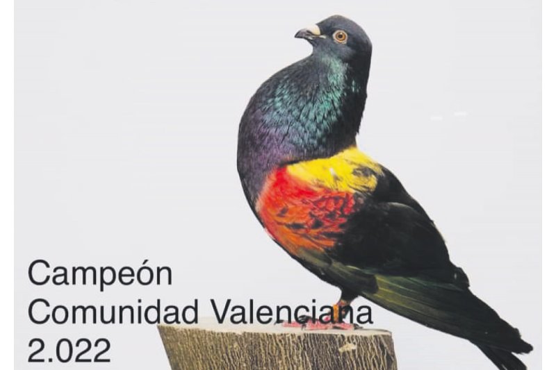 Vinicius, un colom campió a La Xara Vinicius, un colom campió a La Xara