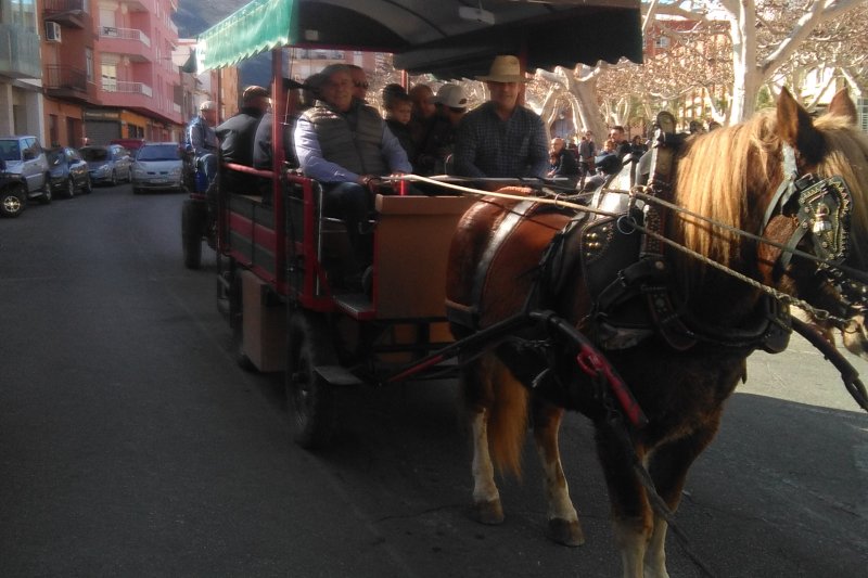 Plantada del pi per a la fogata de Sant Antoni a Pego Plantada del pi per a la fogata de Sant Antoni a Pego
