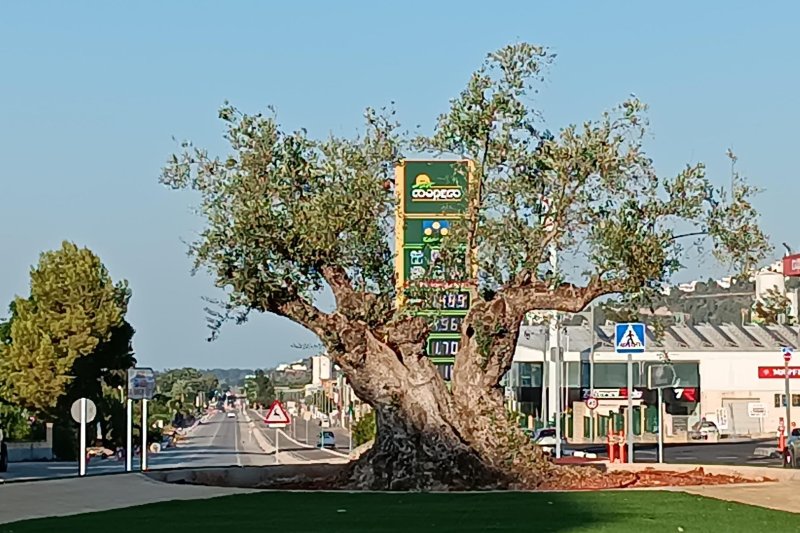 El projecte de millora de l’arbratge en els espais verds del casc urbà de Pego arriba al seu equador   El projecte de millora de l’arbratge en els espais verds del casc urbà de Pego arriba al seu equador