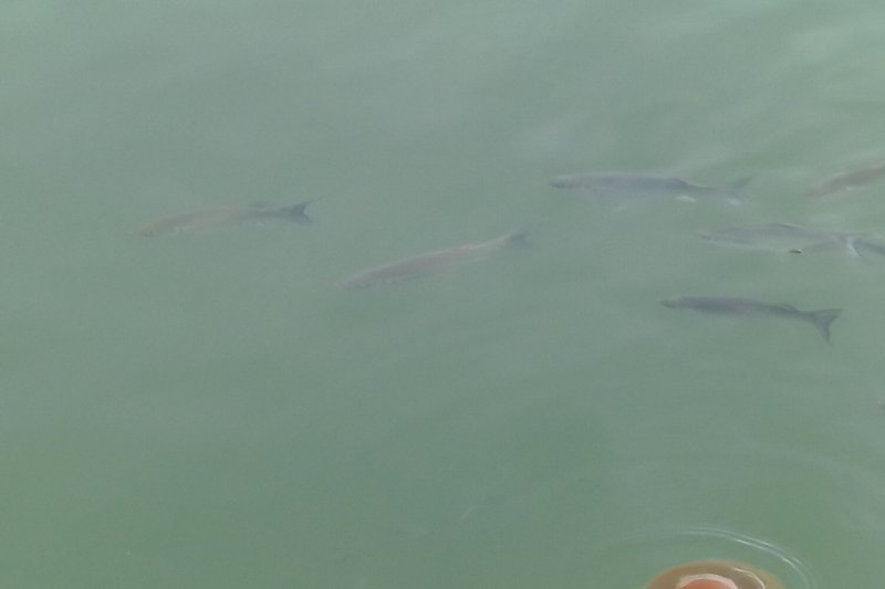 Las medusas llegan al puerto de Dénia  Las medusas llegan al puerto de Dénia