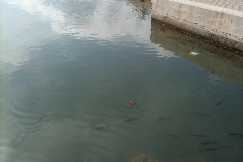 Las medusas llegan al puerto de Dénia  Las medusas llegan al puerto de Dénia