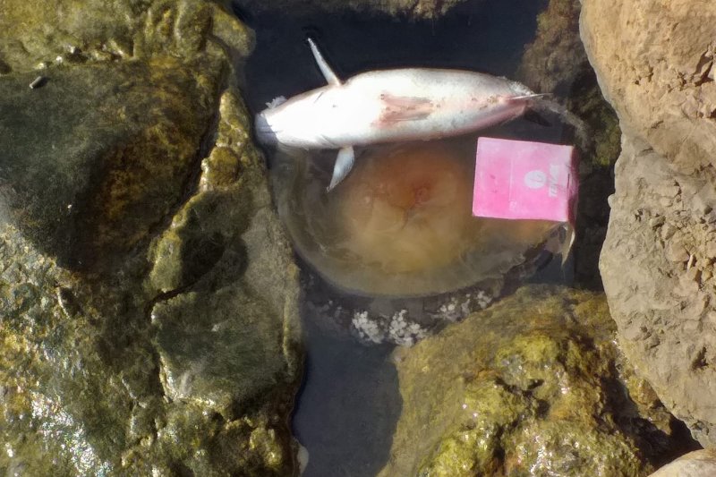 Las medusas llegan al puerto de Dénia  Las medusas llegan al puerto de Dénia