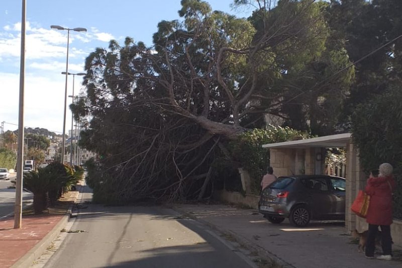 Un árbol derribado por el viento obliga a cortar la carretera Dénia a Xàbia Un árbol derribado por el viento obliga a cortar la carretera Dénia a Xàbia