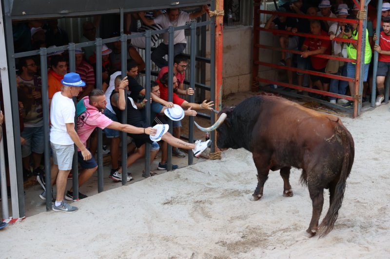 Passió desbordada amb els bous serrils de les Festes de Pedreguer Passió desbordada amb els bous serrils de les Festes de Pedreguer