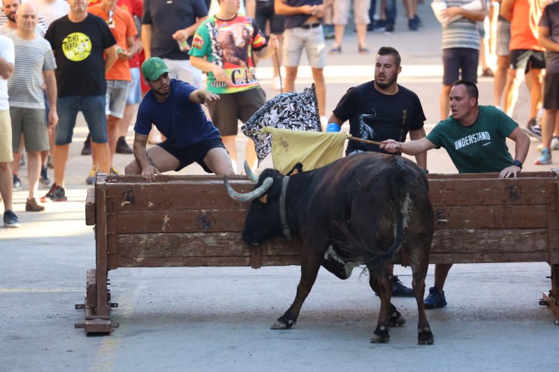 Benavent copa els premis del concurs de bous al carrer de Pedreguer Benavent copa els premis del concurs de bous al carrer de Pedreguer