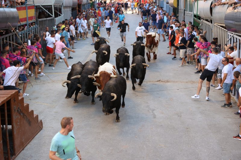 Benavent copa els premis del concurs de bous al carrer de Pedreguer Benavent copa els premis del concurs de bous al carrer de Pedreguer
