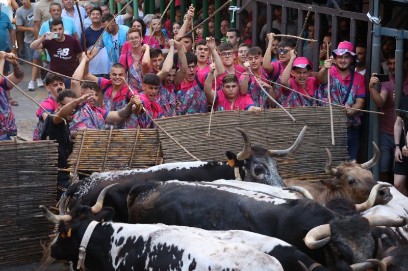 Pedreguer ja vibra amb els bous al carrer Pedreguer ja vibra amb els bous al carrer