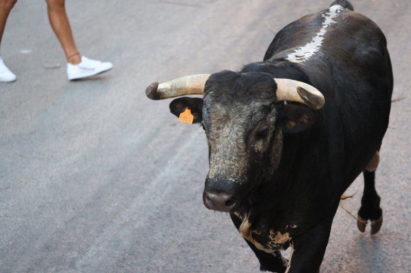 Pedreguer ja vibra amb els bous al carrer Pedreguer ja vibra amb els bous al carrer