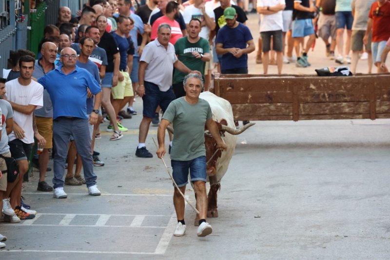 Benavent copa els premis del concurs de bous al carrer de Pedreguer Benavent copa els premis del concurs de bous al carrer de Pedreguer