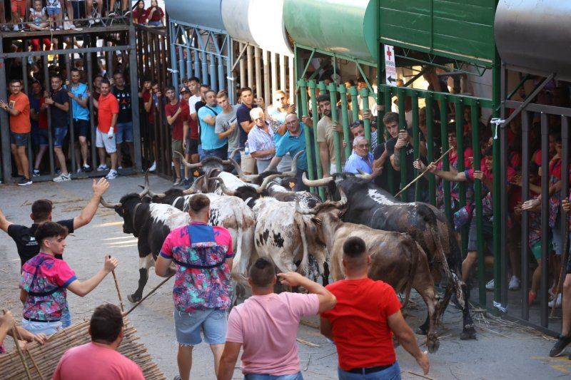 Pedreguer ja vibra amb els bous al carrer Pedreguer ja vibra amb els bous al carrer