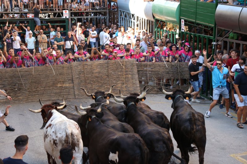 Pedreguer ja vibra amb els bous al carrer Pedreguer ja vibra amb els bous al carrer