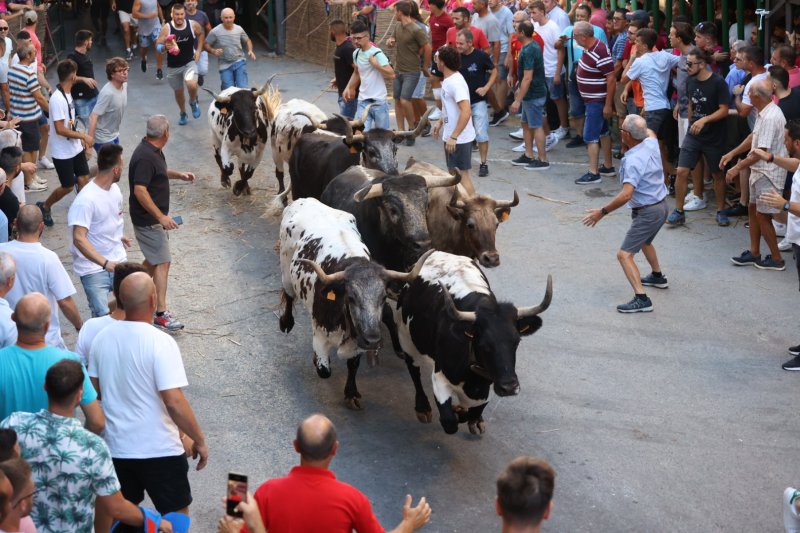 Pedreguer ja vibra amb els bous al carrer Pedreguer ja vibra amb els bous al carrer