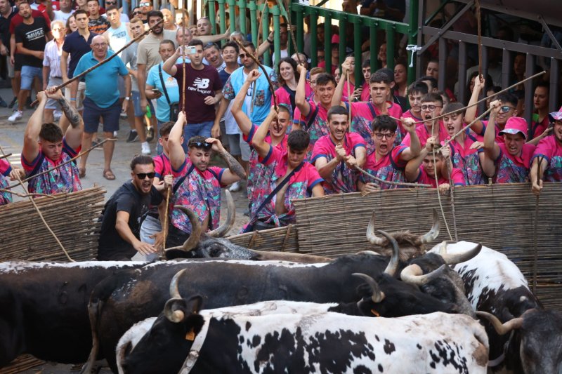 Pedreguer ja vibra amb els bous al carrer Pedreguer ja vibra amb els bous al carrer