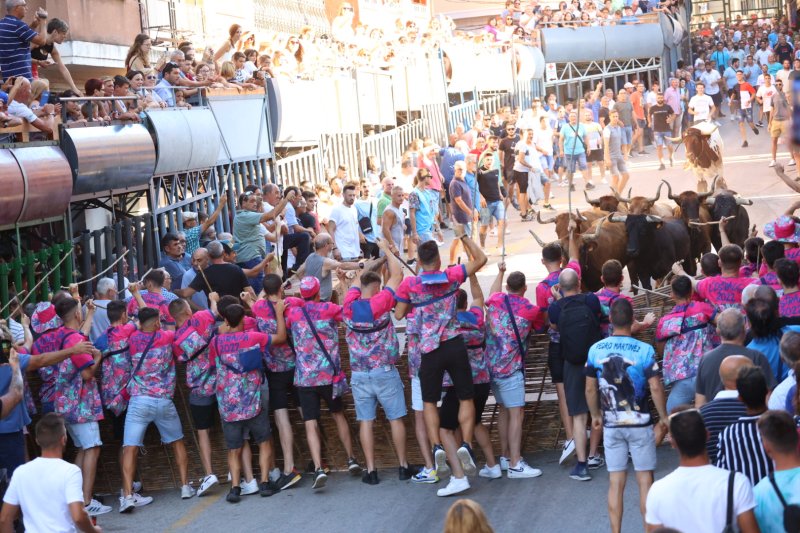 Pedreguer ja vibra amb els bous al carrer Pedreguer ja vibra amb els bous al carrer