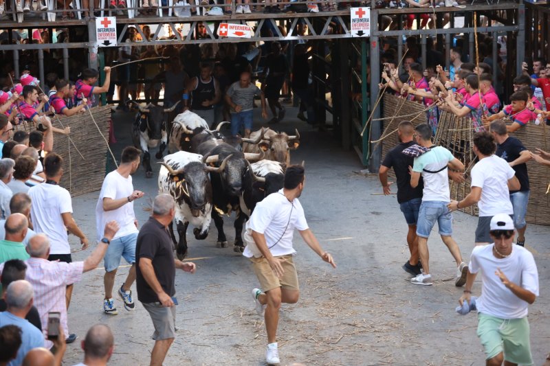 Pedreguer ja vibra amb els bous al carrer Pedreguer ja vibra amb els bous al carrer