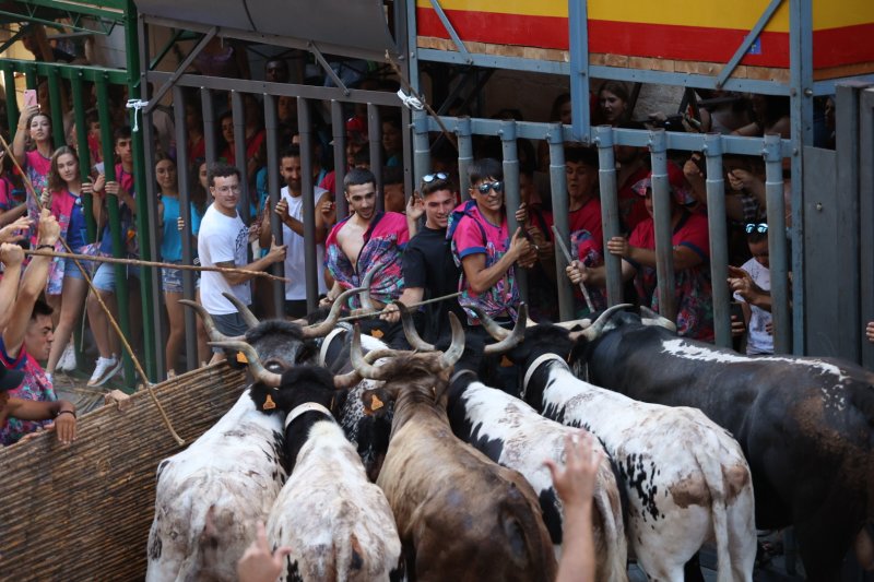 Pedreguer ja vibra amb els bous al carrer Pedreguer ja vibra amb els bous al carrer
