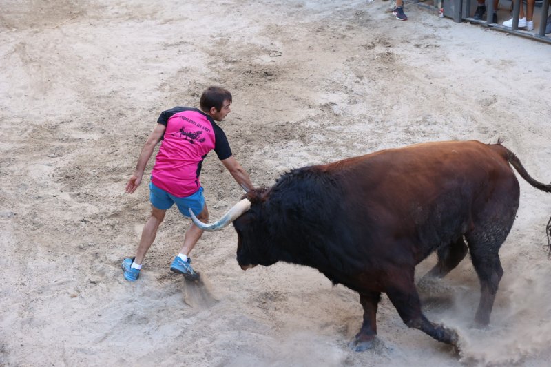 Passió desbordada amb els bous serrils de les Festes de Pedreguer Passió desbordada amb els bous serrils de les Festes de Pedreguer