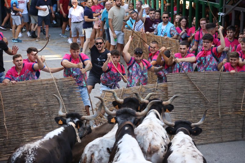 Pedreguer ja vibra amb els bous al carrer Pedreguer ja vibra amb els bous al carrer