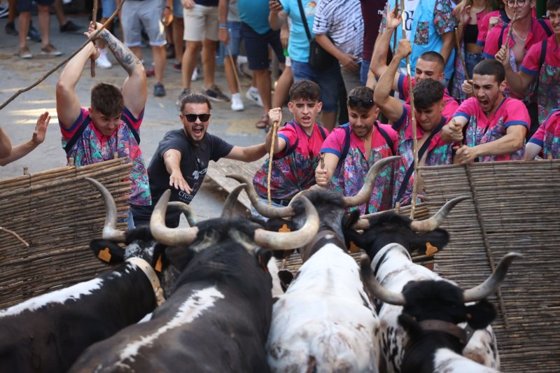 Pedreguer ja vibra amb els bous al carrer Pedreguer ja vibra amb els bous al carrer