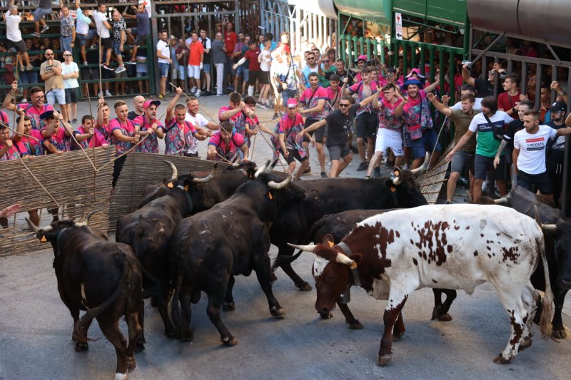 Pedreguer ja vibra amb els bous al carrer Pedreguer ja vibra amb els bous al carrer