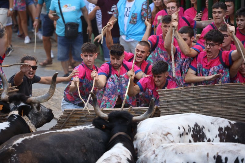 Pedreguer ja vibra amb els bous al carrer Pedreguer ja vibra amb els bous al carrer