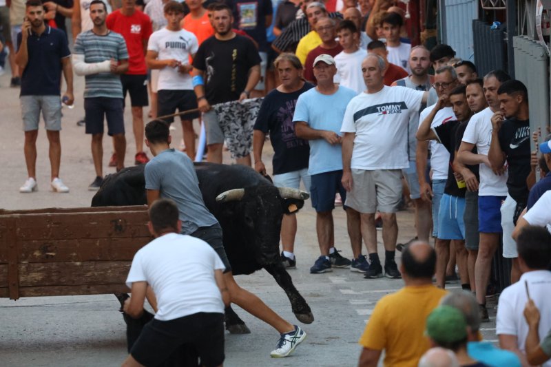 Benavent copa els premis del concurs de bous al carrer de Pedreguer Benavent copa els premis del concurs de bous al carrer de Pedreguer