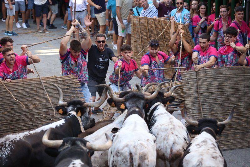 Pedreguer ja vibra amb els bous al carrer Pedreguer ja vibra amb els bous al carrer