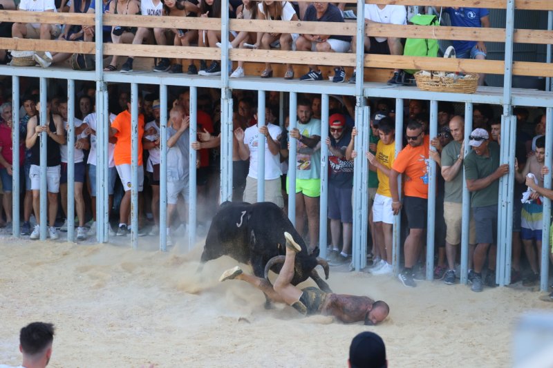 Animada primera jornada de bous a la mar en Dénia Animada primera jornada de bous a la mar en Dénia