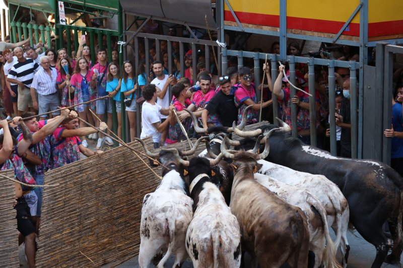 Pedreguer ja vibra amb els bous al carrer Pedreguer ja vibra amb els bous al carrer