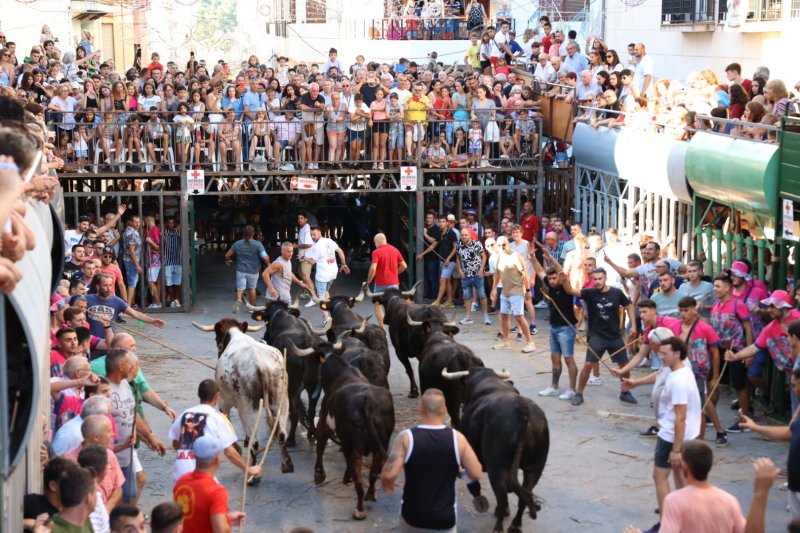 Pedreguer ja vibra amb els bous al carrer Pedreguer ja vibra amb els bous al carrer