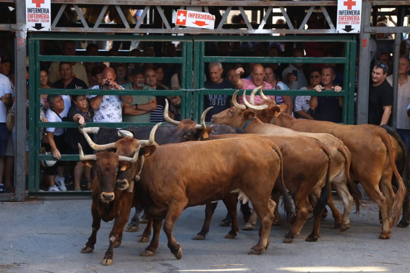 Pedreguer ja vibra amb els bous al carrer Pedreguer ja vibra amb els bous al carrer