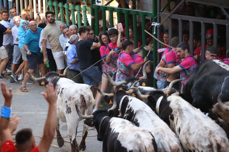 Pedreguer ja vibra amb els bous al carrer Pedreguer ja vibra amb els bous al carrer