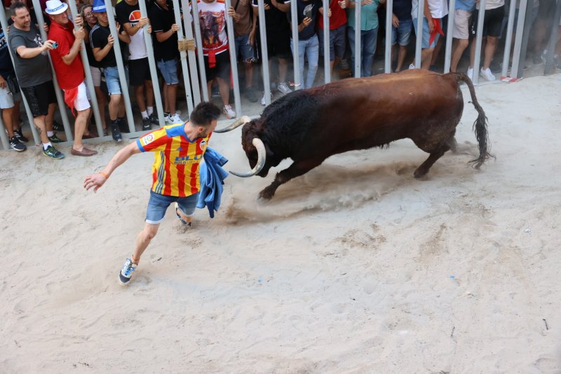 Passió desbordada amb els bous serrils de les Festes de Pedreguer Passió desbordada amb els bous serrils de les Festes de Pedreguer