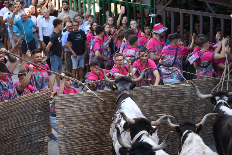 Pedreguer ja vibra amb els bous al carrer Pedreguer ja vibra amb els bous al carrer