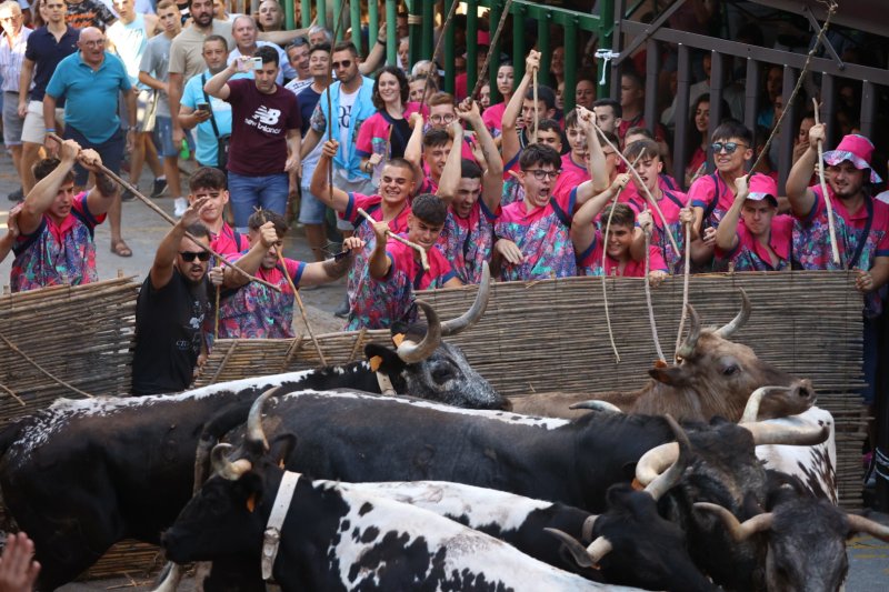 Pedreguer ja vibra amb els bous al carrer Pedreguer ja vibra amb els bous al carrer
