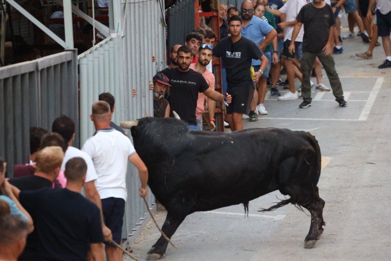 Benavent copa els premis del concurs de bous al carrer de Pedreguer Benavent copa els premis del concurs de bous al carrer de Pedreguer