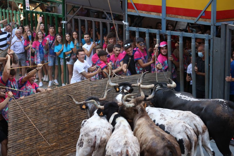 Pedreguer ja vibra amb els bous al carrer Pedreguer ja vibra amb els bous al carrer