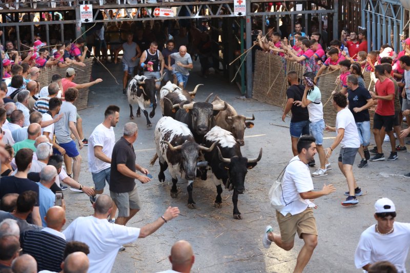 Pedreguer ja vibra amb els bous al carrer Pedreguer ja vibra amb els bous al carrer